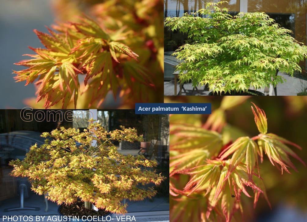 Buy Acer palmatum 'Kashima' Dwarf Japanese Maple — Mr Maple │ Buy
