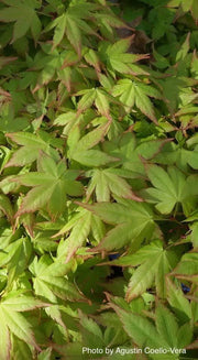 - Acer palmatum 'Kashima' Dwarf Japanese Maple - Mr Maple │ Buy Japanese Maple Trees