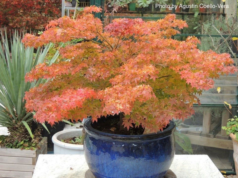 - Acer palmatum 'Kashima' Dwarf Japanese Maple - Mr Maple │ Buy Japanese Maple Trees