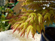 - Acer palmatum 'Kashima' Dwarf Japanese Maple - Mr Maple │ Buy Japanese Maple Trees