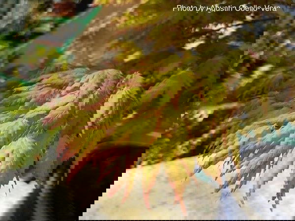 - Acer palmatum 'Kashima' Dwarf Japanese Maple - Mr Maple │ Buy Japanese Maple Trees