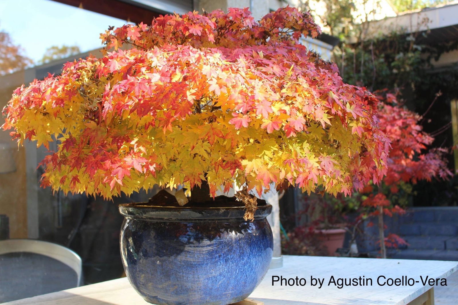 Buy Acer palmatum 'Kashima' Dwarf Japanese Maple — Mr Maple │ Buy