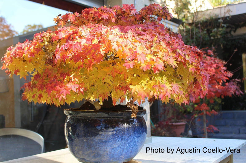 - Acer palmatum 'Kashima' Dwarf Japanese Maple - Mr Maple │ Buy Japanese Maple Trees