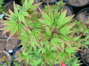 - Acer palmatum 'Kashima' Dwarf Japanese Maple - Mr Maple │ Buy Japanese Maple Trees