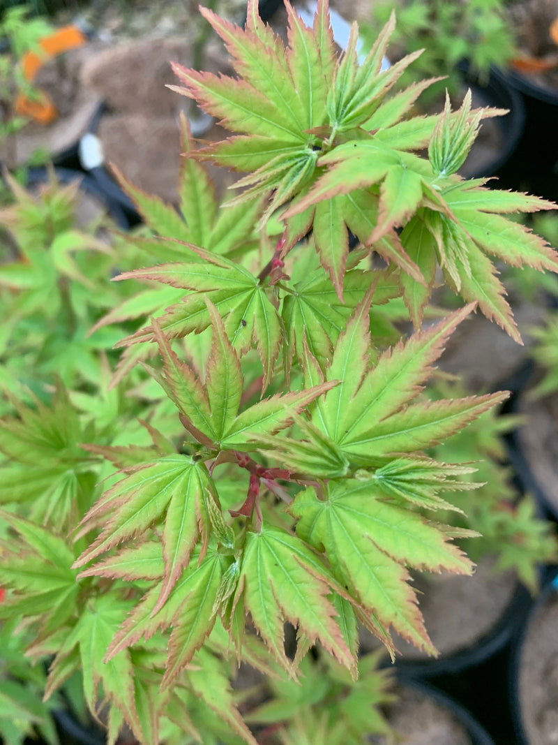 - Acer palmatum 'Kashima' Dwarf Japanese Maple - Mr Maple │ Buy Japanese Maple Trees