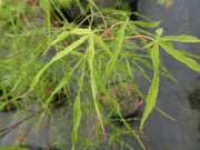 - Acer palmatum 'Kashmir' Japanese Maple - Mr Maple │ Buy Japanese Maple Trees