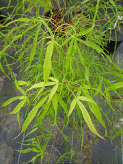 - Acer palmatum 'Kashmir' Japanese Maple - Mr Maple │ Buy Japanese Maple Trees