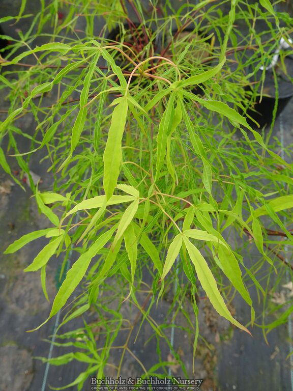 - Acer palmatum 'Kashmir' Japanese Maple - Mr Maple │ Buy Japanese Maple Trees