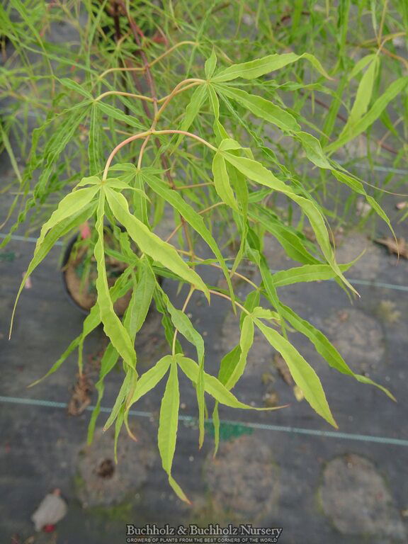 - Acer palmatum 'Kashmir' Japanese Maple - Mr Maple │ Buy Japanese Maple Trees