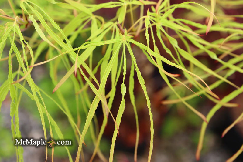 - Acer palmatum 'Kashmir' Japanese Maple - Mr Maple │ Buy Japanese Maple Trees