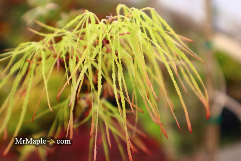 - Acer palmatum 'Kashmir' Japanese Maple - Mr Maple │ Buy Japanese Maple Trees