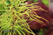 - Acer palmatum 'Kashmir' Japanese Maple - Mr Maple │ Buy Japanese Maple Trees