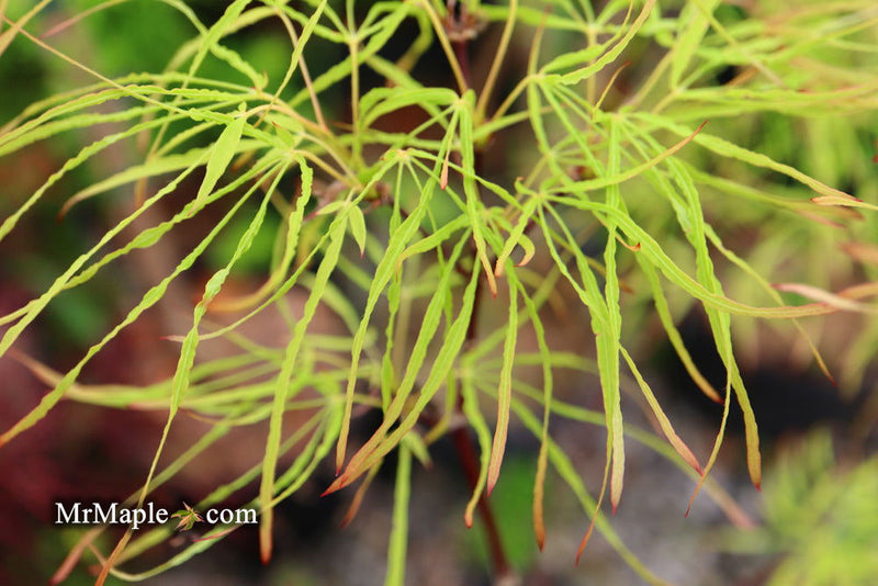 - Acer palmatum 'Kashmir' Japanese Maple - Mr Maple │ Buy Japanese Maple Trees