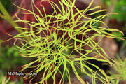 - Acer palmatum 'Kashmir' Japanese Maple - Mr Maple │ Buy Japanese Maple Trees