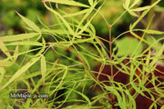 - Acer palmatum 'Kashmir' Japanese Maple - Mr Maple │ Buy Japanese Maple Trees