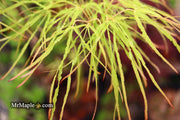 - Acer palmatum 'Kashmir' Japanese Maple - Mr Maple │ Buy Japanese Maple Trees