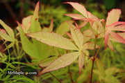 - Acer palmatum 'Kashmir' Japanese Maple - Mr Maple │ Buy Japanese Maple Trees