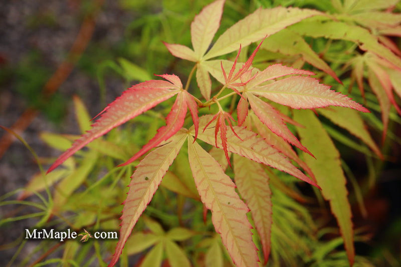 - Acer palmatum 'Kashmir' Japanese Maple - Mr Maple │ Buy Japanese Maple Trees