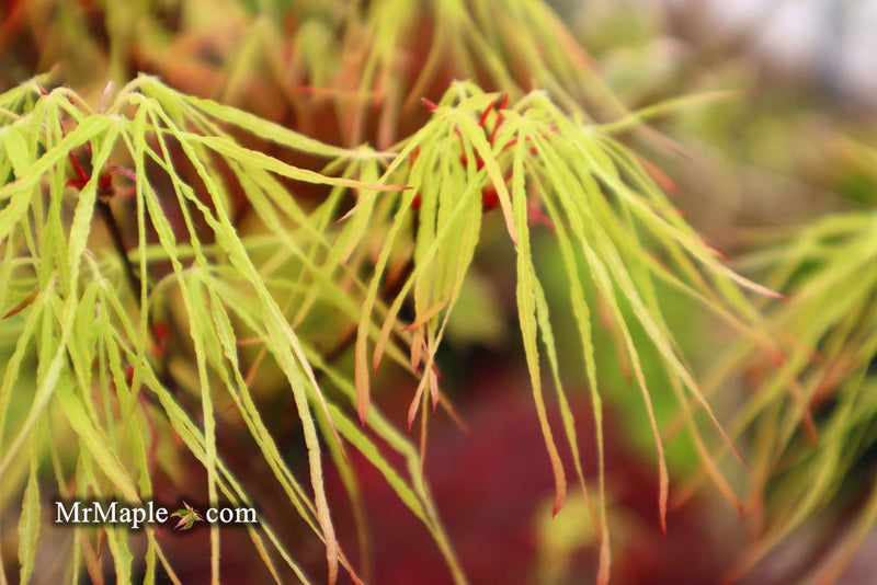 - Acer palmatum 'Kashmir' Japanese Maple - Mr Maple │ Buy Japanese Maple Trees
