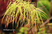 - Acer palmatum 'Kashmir' Japanese Maple - Mr Maple │ Buy Japanese Maple Trees