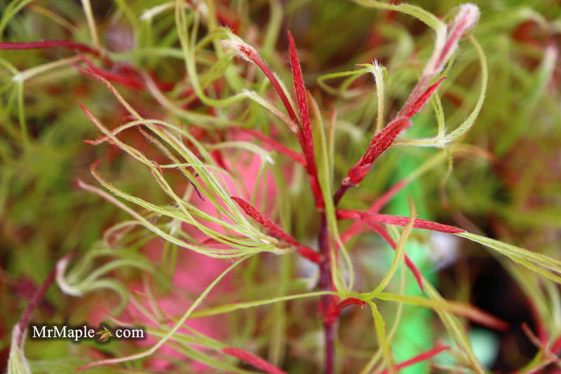 - Acer palmatum 'Kashmir' Japanese Maple - Mr Maple │ Buy Japanese Maple Trees