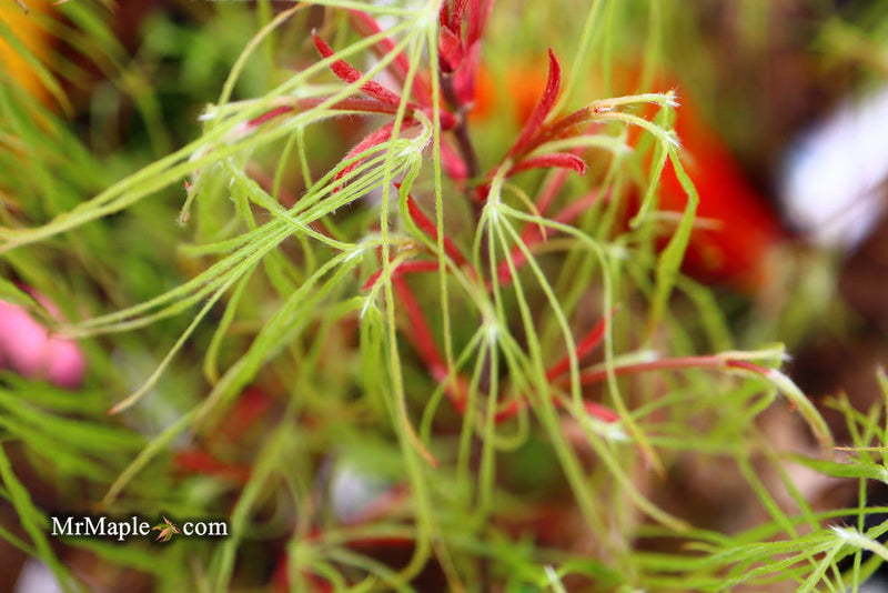 - Acer palmatum 'Kashmir' Japanese Maple - Mr Maple │ Buy Japanese Maple Trees
