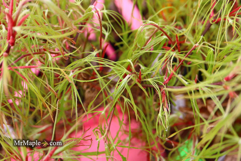 - Acer palmatum 'Kashmir' Japanese Maple - Mr Maple │ Buy Japanese Maple Trees