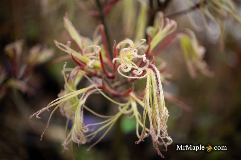 - Acer palmatum 'Kashmir' Japanese Maple - Mr Maple │ Buy Japanese Maple Trees