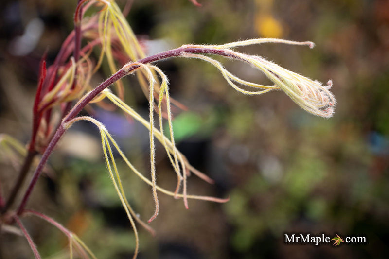 - Acer palmatum 'Kashmir' Japanese Maple - Mr Maple │ Buy Japanese Maple Trees