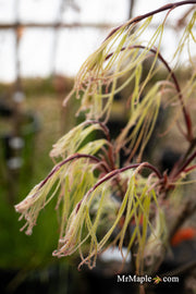 - Acer palmatum 'Kashmir' Japanese Maple - Mr Maple │ Buy Japanese Maple Trees