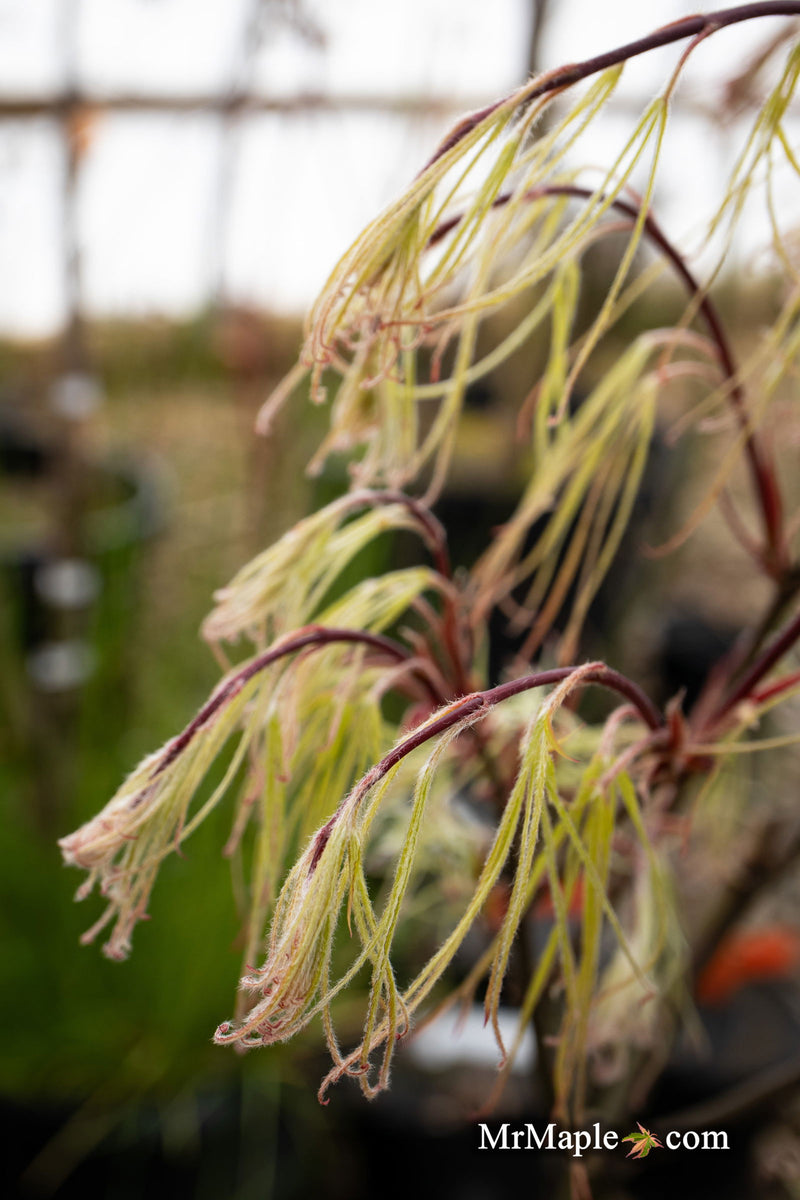 - Acer palmatum 'Kashmir' Japanese Maple - Mr Maple │ Buy Japanese Maple Trees