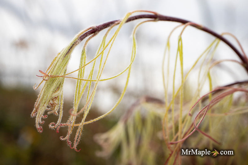 - Acer palmatum 'Kashmir' Japanese Maple - Mr Maple │ Buy Japanese Maple Trees