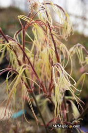 - Acer palmatum 'Kashmir' Japanese Maple - Mr Maple │ Buy Japanese Maple Trees