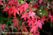 - Acer palmatum 'Katja' Japanese Maple - Mr Maple │ Buy Japanese Maple Trees