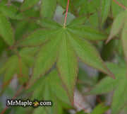 - Acer palmatum 'Katja' Japanese Maple - Mr Maple │ Buy Japanese Maple Trees