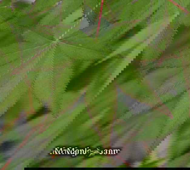 - Acer palmatum 'Katja' Japanese Maple - Mr Maple │ Buy Japanese Maple Trees