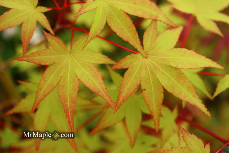 - Acer palmatum 'Katja' Japanese Maple - Mr Maple │ Buy Japanese Maple Trees