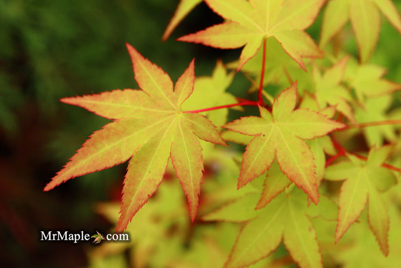 - Acer palmatum 'Katja' Japanese Maple - Mr Maple │ Buy Japanese Maple Trees