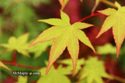 - Acer palmatum 'Katja' Japanese Maple - Mr Maple │ Buy Japanese Maple Trees