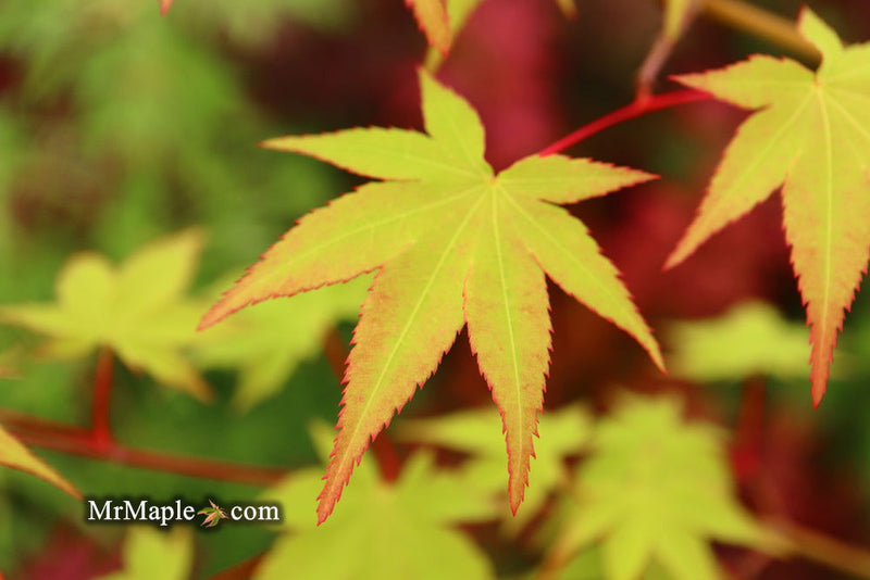 - Acer palmatum 'Katja' Japanese Maple - Mr Maple │ Buy Japanese Maple Trees