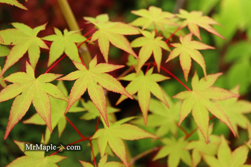 - Acer palmatum 'Katja' Japanese Maple - Mr Maple │ Buy Japanese Maple Trees