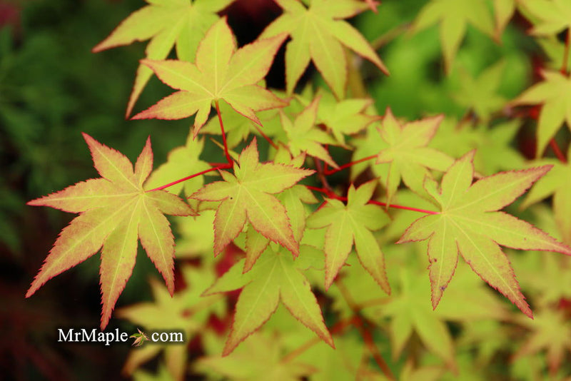 - Acer palmatum 'Katja' Japanese Maple - Mr Maple │ Buy Japanese Maple Trees