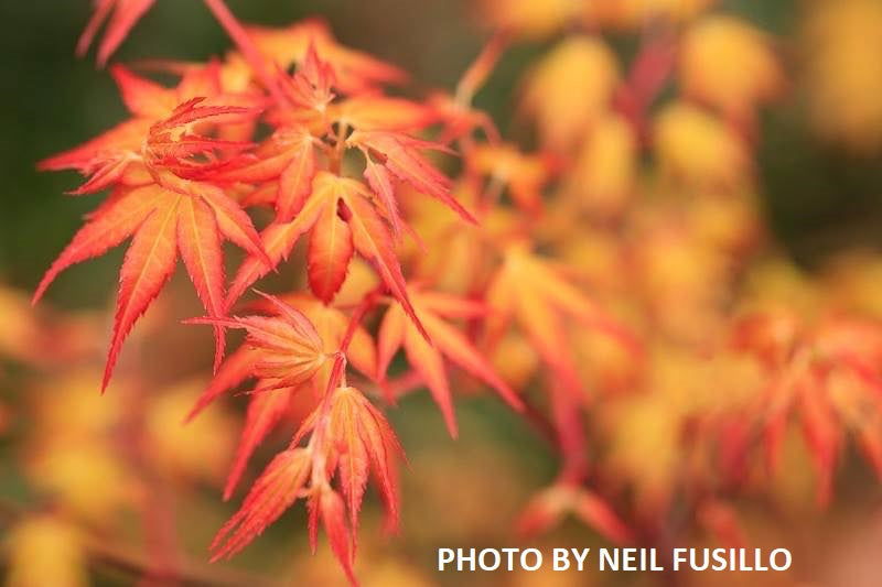 Mr Maple Acer palmatum Katsura Japanese Maple