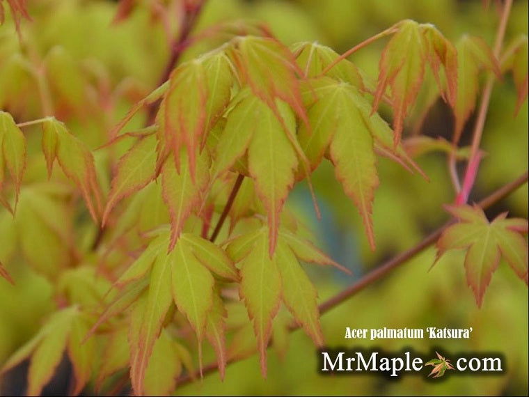Mr Maple Acer palmatum Katsura Japanese Maple - Thumbnail 3