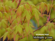 - Acer palmatum 'Katsura' Japanese Maple - Mr Maple │ Buy Japanese Maple Trees