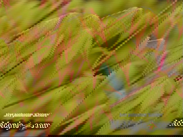 - Acer palmatum 'Katsura' Japanese Maple - Mr Maple │ Buy Japanese Maple Trees
