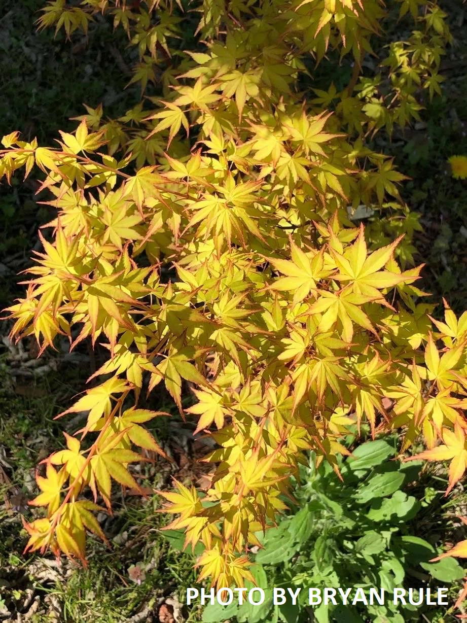 Mr Maple Acer palmatum Katsura Japanese Maple - Thumbnail 2