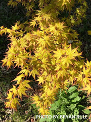 - Acer palmatum 'Katsura' Japanese Maple - Mr Maple │ Buy Japanese Maple Trees