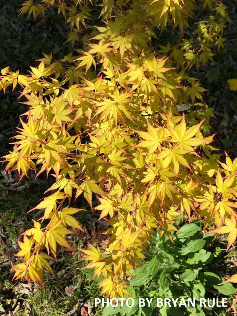 - Acer palmatum 'Katsura' Japanese Maple - Mr Maple │ Buy Japanese Maple Trees