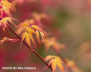 - Acer palmatum 'Katsura' Japanese Maple - Mr Maple │ Buy Japanese Maple Trees